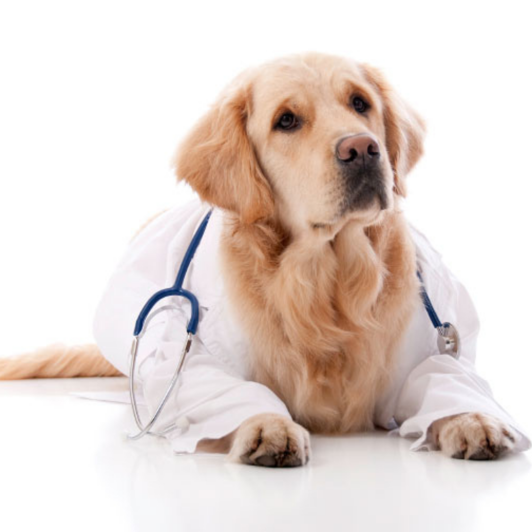 The Pet Drs answer your pet skin questions